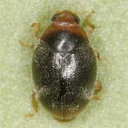2 - 3 mm