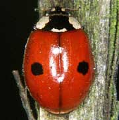 wp7782d564.png