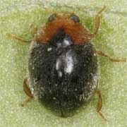 1.8 - 2.3 mm