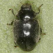 2 - 2.8 mm